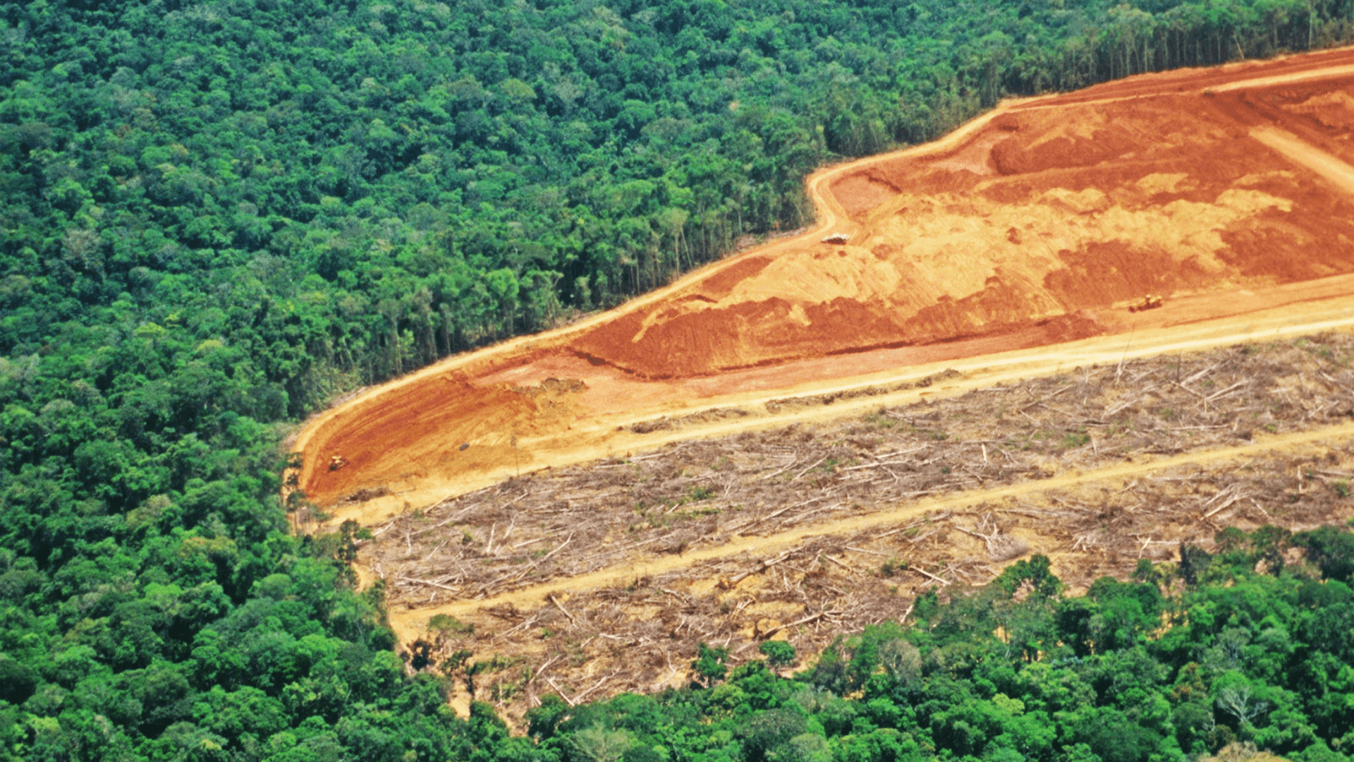 Deforestation: The Causes, Consequences, and Choices Ahead